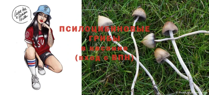 купить наркоту  Зеленогорск  Псилоцибиновые грибы Psilocybe 